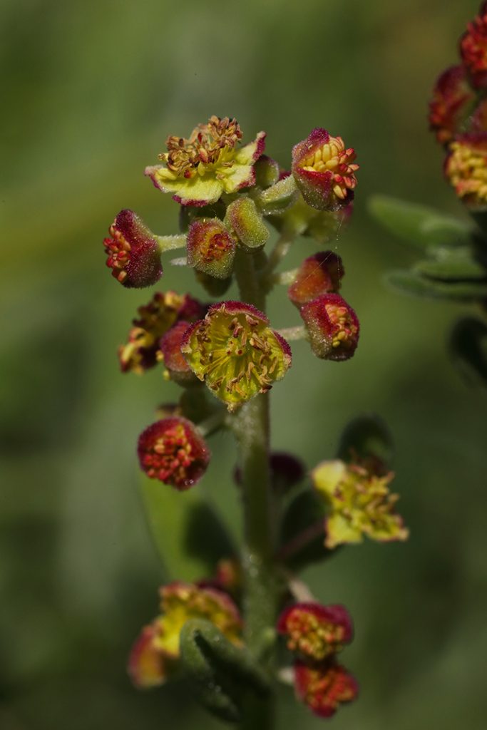 Tretchikoff flower