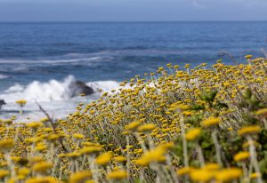 Botanical - Helichrysum dasyanthum 2