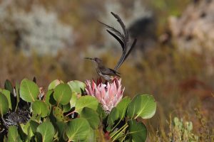 Nature - Cape Sugarbird
