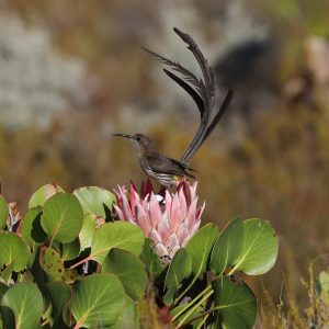 Nature - Cape Sugarbird