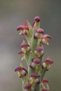 Nature - Disa bracteata