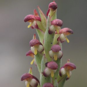 Nature - Disa bracteata