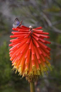 Nature - Firepoker