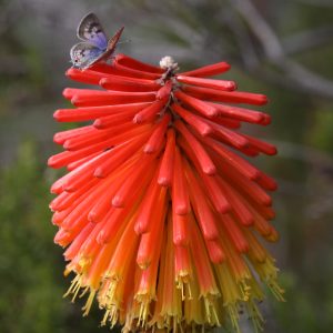Nature - Firepoker
