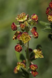 Nature - Kinkelbossie