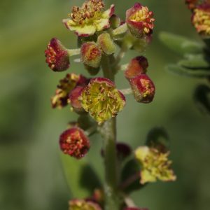 Nature - Kinkelbossie
