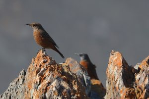 Nature - Rockthrush pair