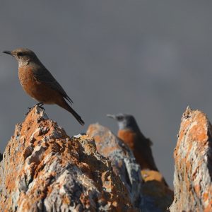 Nature - Rockthrush pair