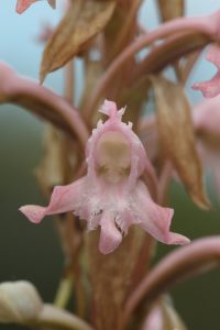 Nature - Satyrium membranaceum