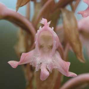 Nature - Satyrium membranaceum