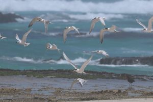 Nature - Terns