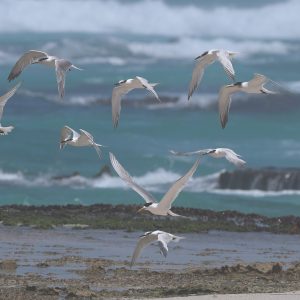 Nature - Terns