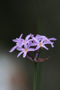 Nature - Wild garlick