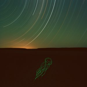 Jellyfish
